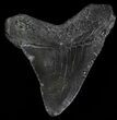 Juvenile Megalodon Tooth - South Carolina #49992-1